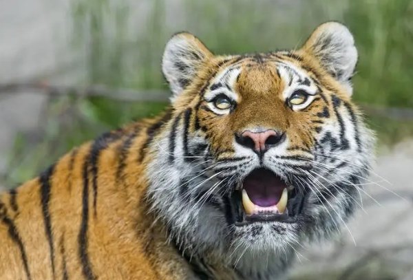 严父慈母是什么生肖动物呢