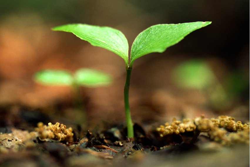 寸草春辉是什么意思