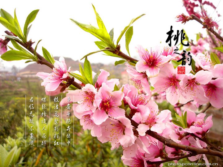 桃之韵的基本信息