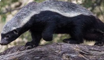 蛇类的十大天敌是什么