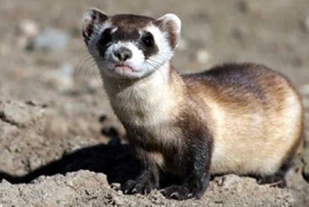 美国首次成功克隆濒危动物，克隆动物的科学理论是什么？