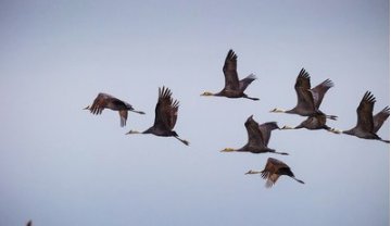 flocked是什么意思