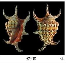 求？？这是什么物种？？