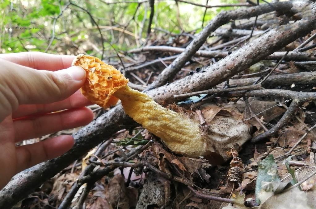 重庆首现野生白鬼笔！貌似竹荪和蛇头菌，这到底是一种怎样的植物？