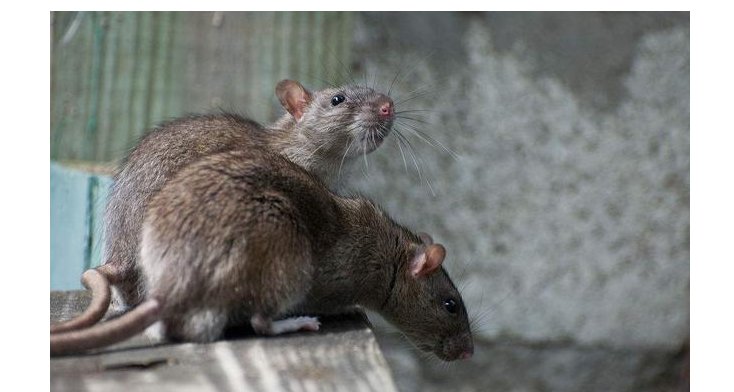 在劫难逃是指什么动物