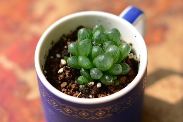 玉露是什么意思