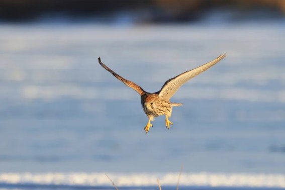 雄鹰展翅的意思