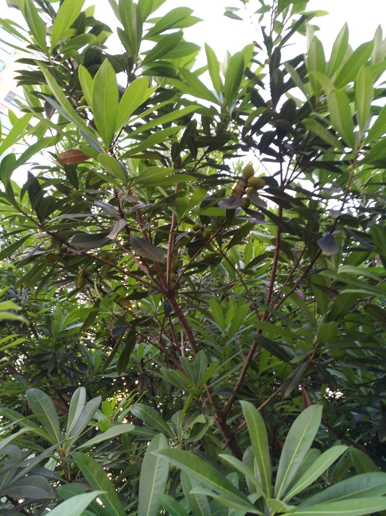 求假装情侣高清完整版，两个多小时的那一版 百度云 谢谢