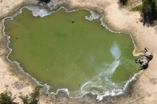 肯尼亚遇40年来严重干旱，致2百多头大象死亡，生物面临的威胁还有哪些？