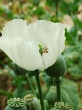 罂粟花的花语，介绍和传说（还有日文版翻译）