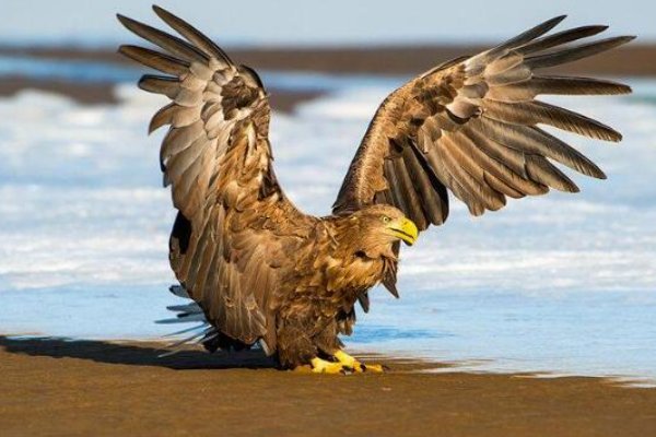 动物界十大霸主