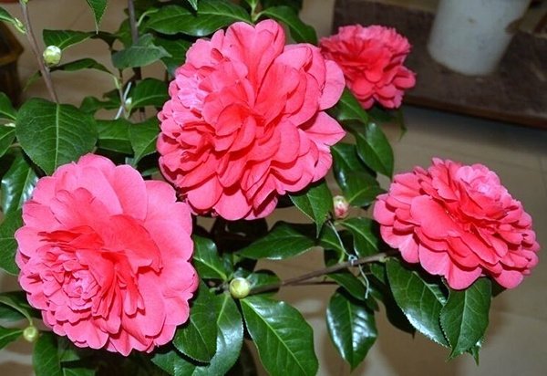 家里为什么不能养茶花