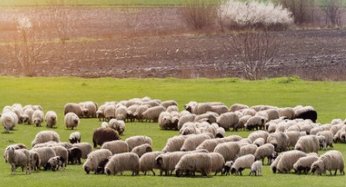flocked是什么意思