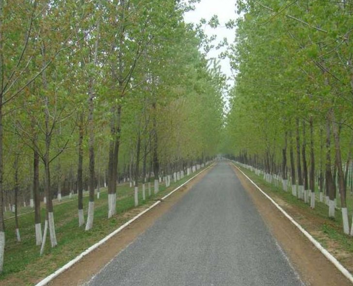 杨树的拼音怎么写