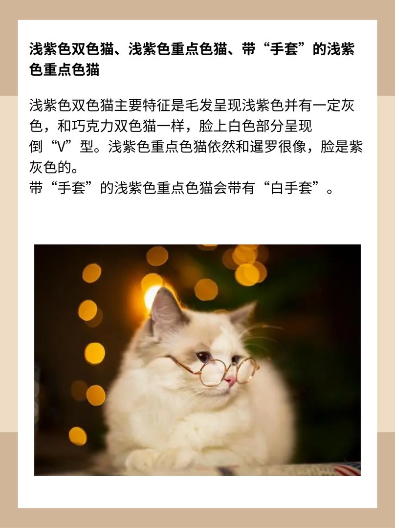 什么是重点色布偶猫?