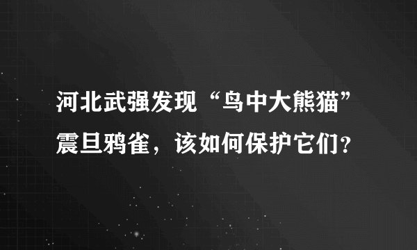 河北武强发现“鸟中大熊猫”震旦鸦雀，该如何保护它们？