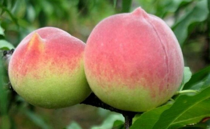 投桃报李是指什么动物