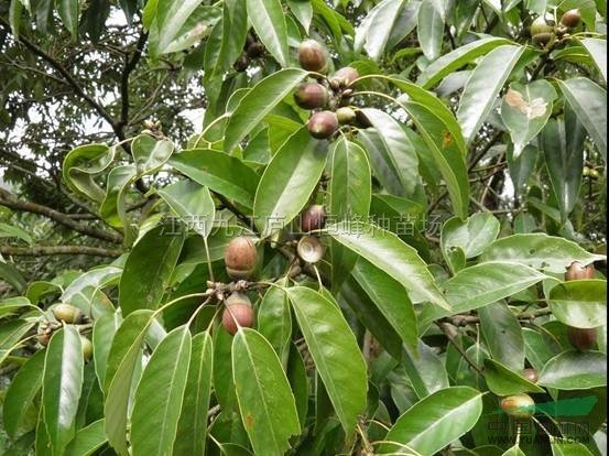 青冈栎的植物文化