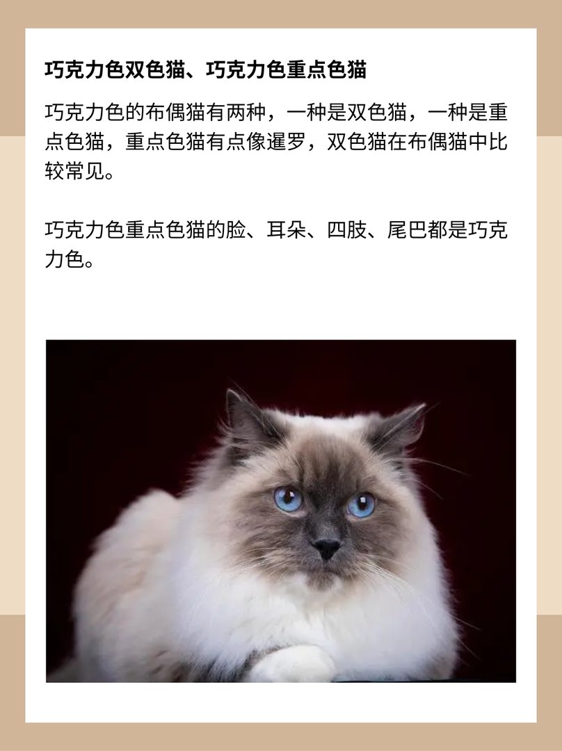 什么是重点色布偶猫?