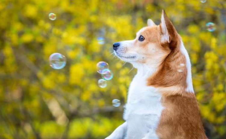 上海一小区宠物狗被扑杀，此事造成了哪些影响？