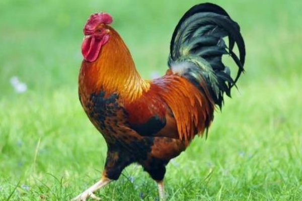 走火入魔打一正确生肖