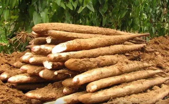 种植山药可不可以连作？