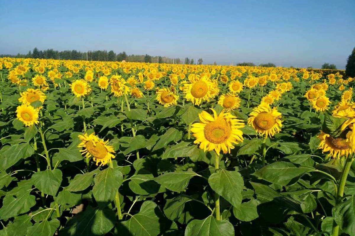 向日葵靠什么传播种子的方法