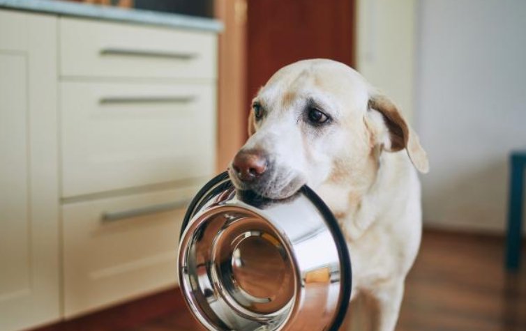 上海一小区宠物狗被扑杀，此事造成了哪些影响？