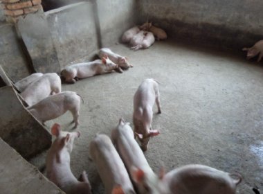 张家界一养猪场起火，150头猪被烤焦，导致起火的原因是什么？