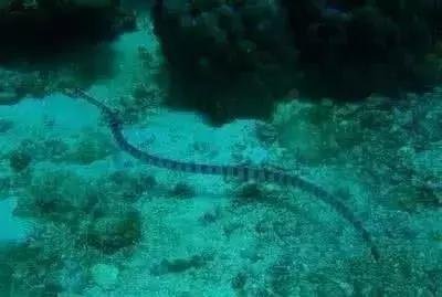 蛇王岛这部电影是什么时候上映的？