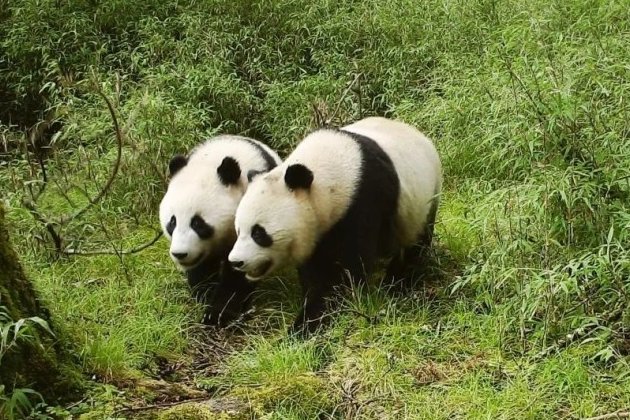 panda是什么意思？