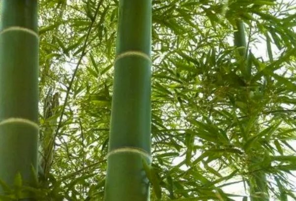 解衣欲睡月色入户欣然起行的解释