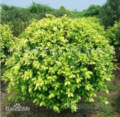 黄榕木是什么植物