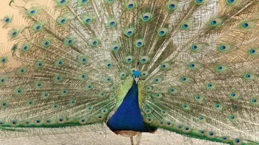 孔雀的尾巴像什么答案一年级