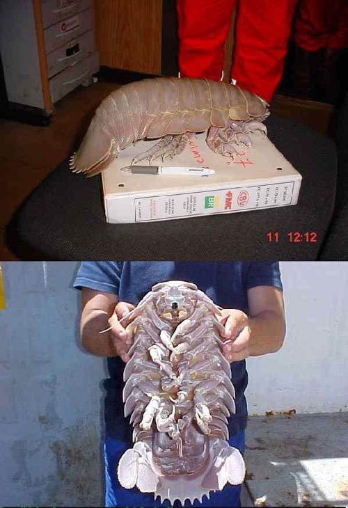 这是什么生物？