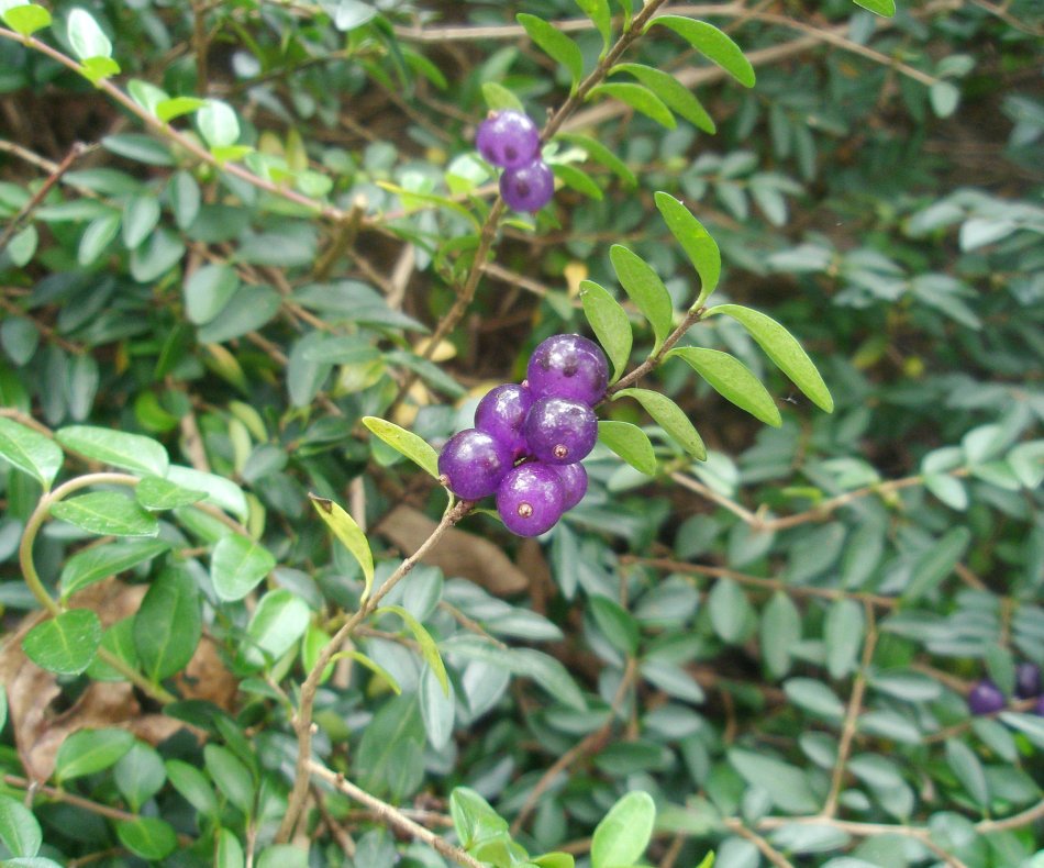 山西五台山首次发现濒危物种丁香叶忍冬，这种植物的习性是怎样的？