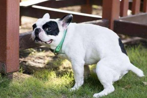 如何做一个合格的“狗语者”，用来训练狗在指定位置排泄呢？