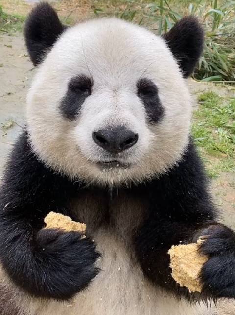 国宝大熊猫真的是素食主义者吗？“干饭人”大熊猫“干饭”到底有多讲究？