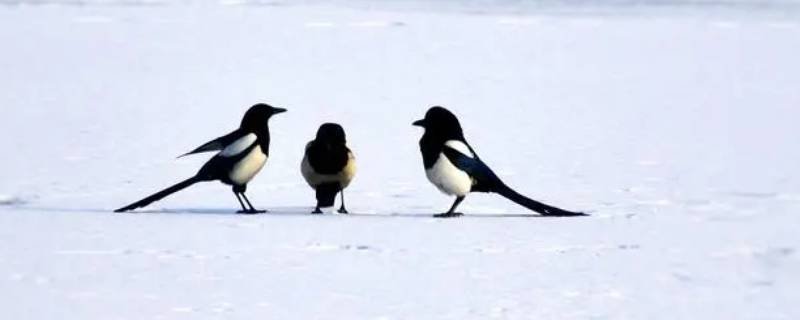 冬天下的颗粒状的雪叫什么