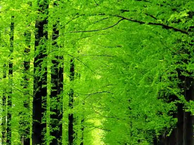 动植物有哪些？