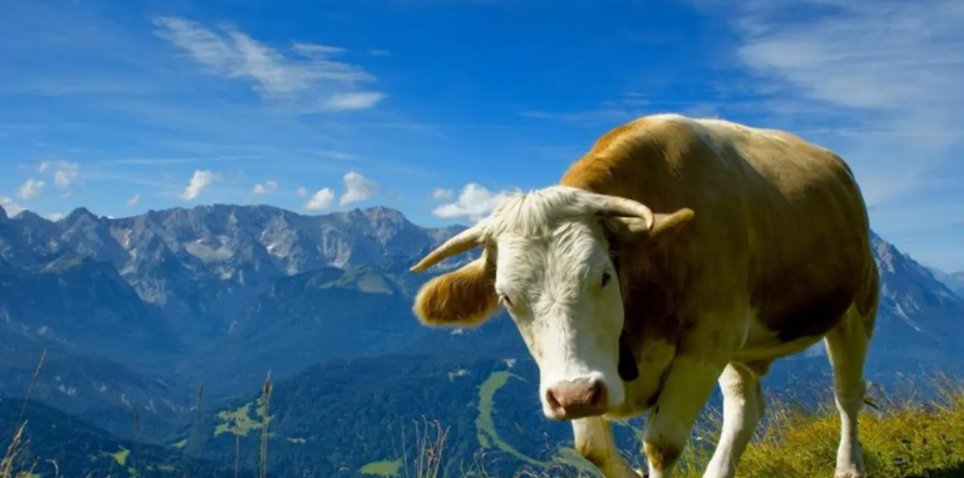 弘誓大愿打一个生肖