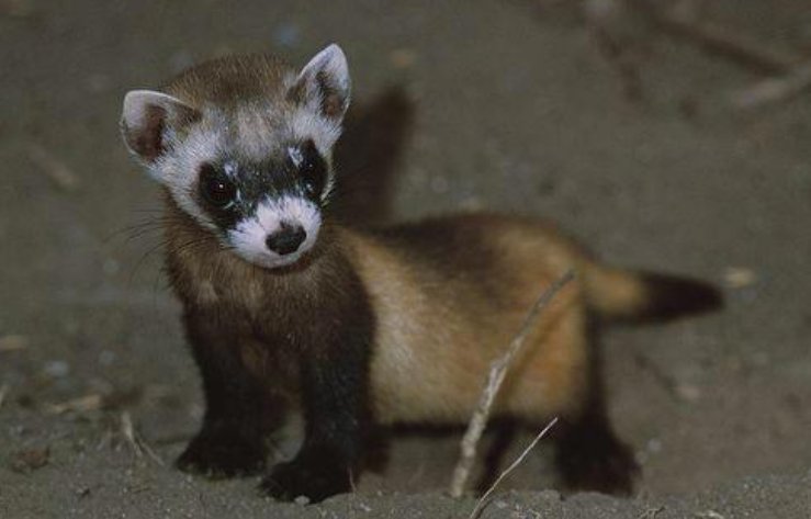 美国首次成功克隆濒危动物，克隆动物的科学理论是什么？