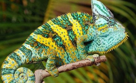 chameleon是如何发音的？