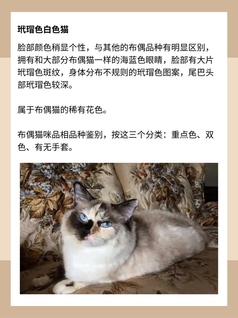 什么是重点色布偶猫?