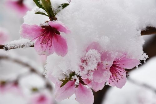 3月桃花雪是什么意思