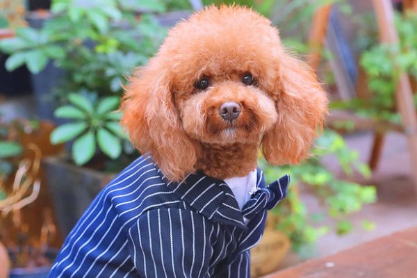 宠物医院培训学校排行