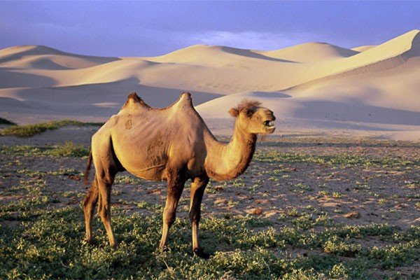 camels怎么读